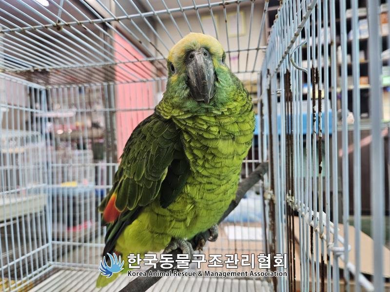 카페서 손님 커피 훔쳐 마시던 앵무