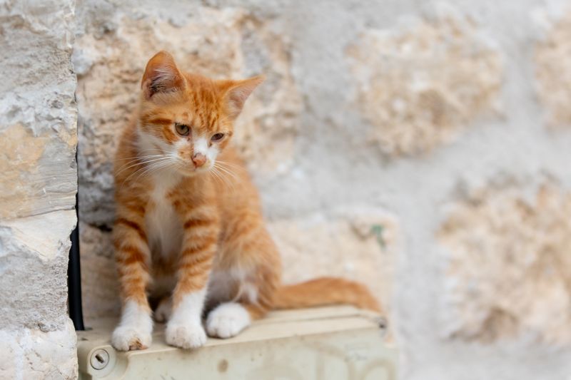 안전꼬깔에 길고양이 가두고 불붙인 