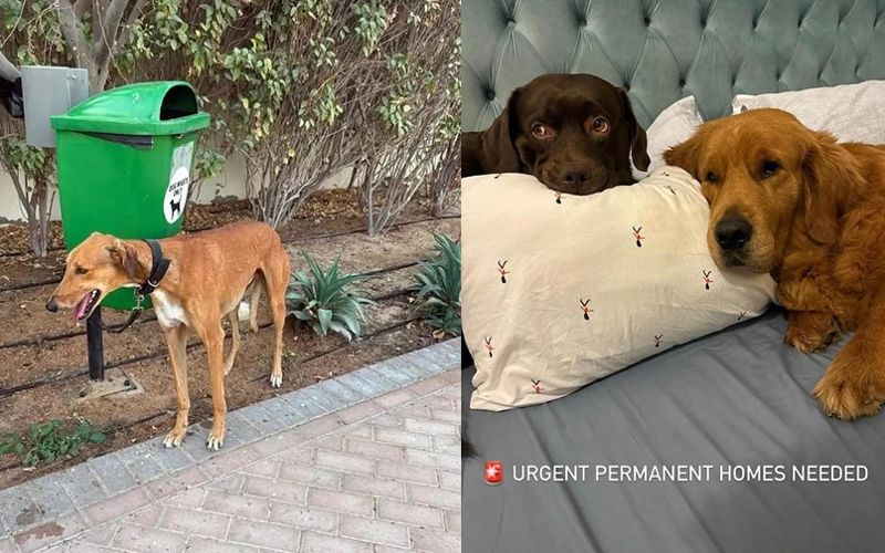 전쟁 났다고 개 안락사 시키고 출국