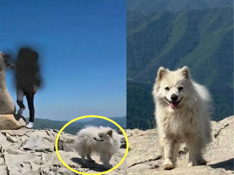 해발 1189m 산정상서 발견된 유